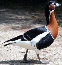 Berneška rudokrká, Zdroj: wikipedia