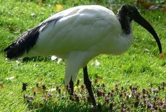 Ibis posvátný, Zdroj: wikipedia