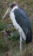 Marabu africký, Zdroj: wikipedia